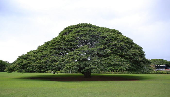 effe care | 心身ともにすこやかに自立する